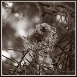 Close-up of plant against blurred background