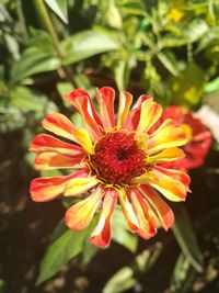 Close-up of red flower blooming in garden