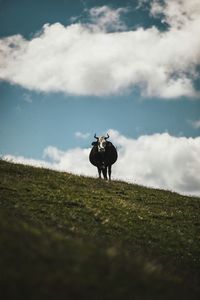 Cow standing in a field in the mountains