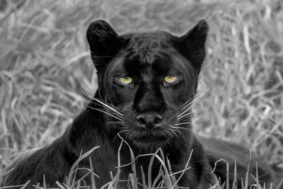 Close-up portrait of a black leopard 