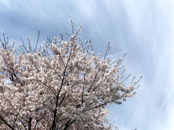 Low angle view of flowers on tree against sky