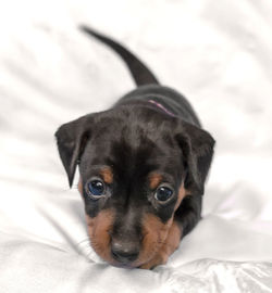 Close-up portrait of puppy