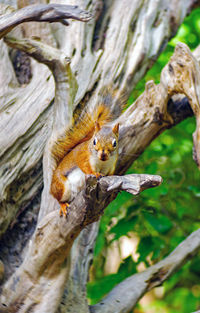 Close-up of squirrel on tree