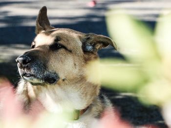 Close-up of a dog looking away