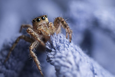 Extreme close-up of jumping spider