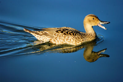 Duck swimming on lake