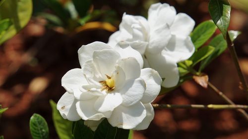 Close-up of white flowering plant