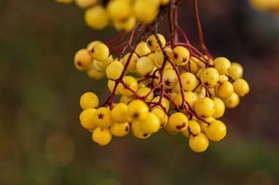 Close-up of grapes growing in vineyard