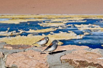 Close-up of bird perching on lake