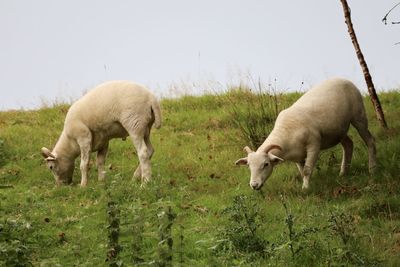 Sheep grazing in a field