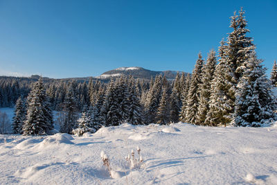 Snow covered trees on land against sky