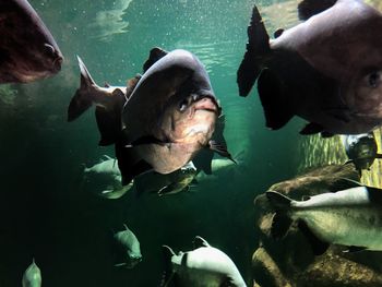 Fishes swimming in sea