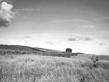 Scenic view of grassy field against sky