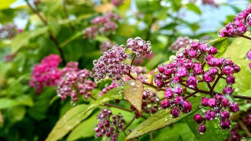 Close-up of pink flowering plant