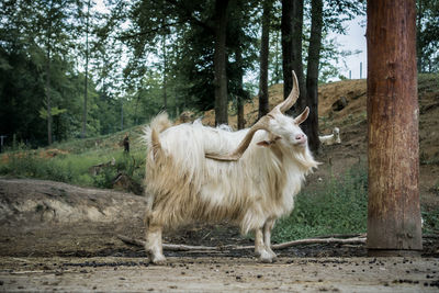 Sheep standing on tree trunk