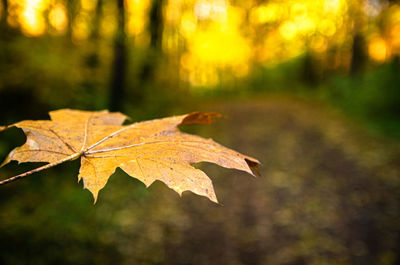 Close-up of dry maple leaves on tree