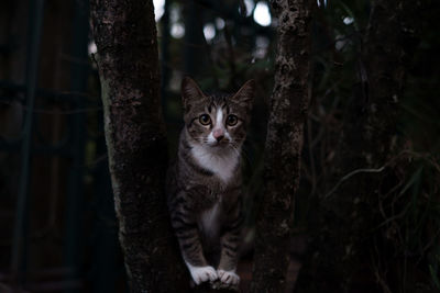 Portrait of cat by tree