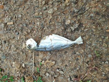 High angle view of fish on beach