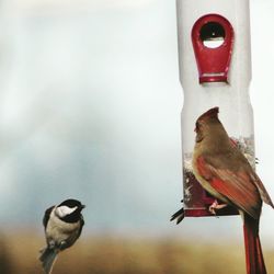 Close-up of birds perching on birdhouse