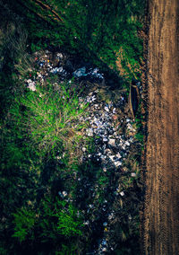 High angle view of trees in forest