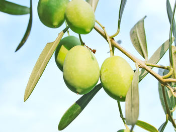 Close-up of olives hanging on tree