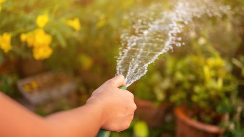 Watering the plants.