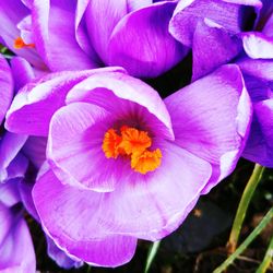 High angle view of pink crocus flower