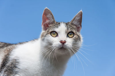 Portrait of a tabby cross breed young cat staring, blue sky background