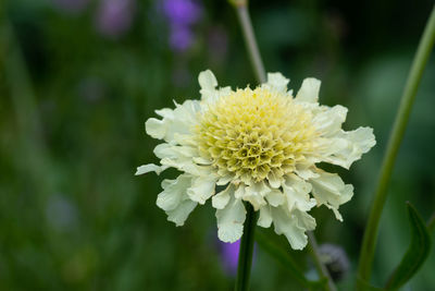 Close up of a cream pincushion  flower in bloom