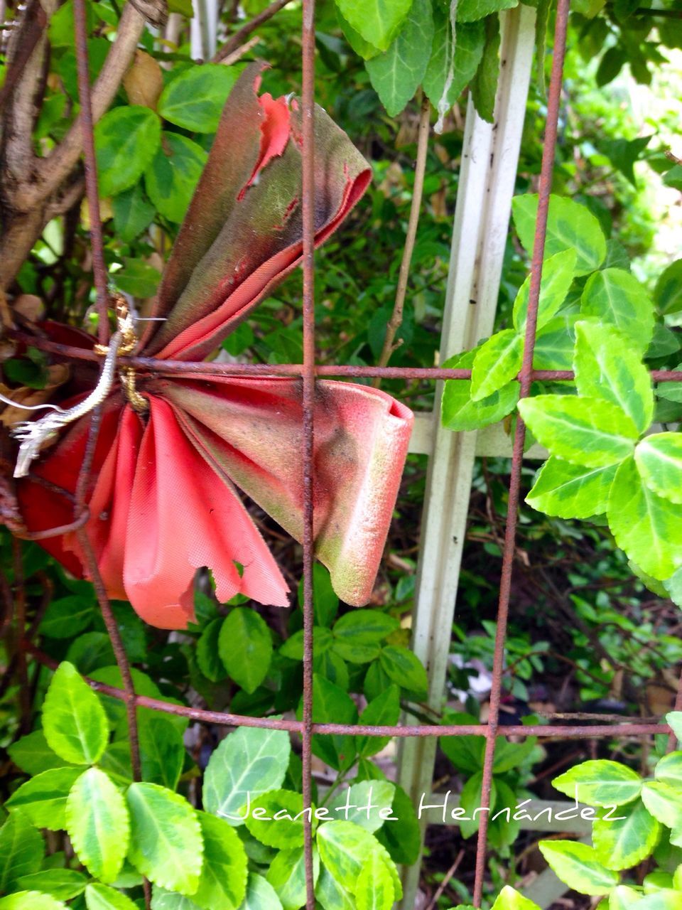 leaf, growth, red, plant, close-up, green color, nature, freshness, pink color, beauty in nature, flower, fragility, outdoors, day, natural pattern, focus on foreground, no people, stem, botany, pink