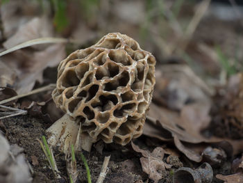 Close-up of dried mushroom growing on field