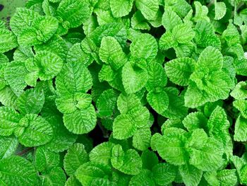 Full frame shot of green leaves