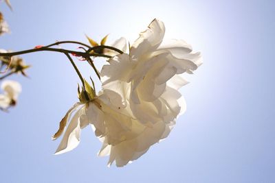 Close-up of white flowers against clear sky