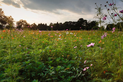Scenic view of pink flowering plants on field against sky