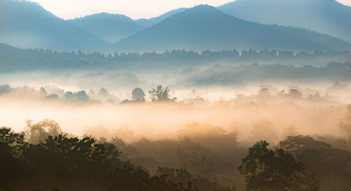 Trees on mountain against sky