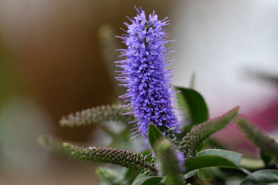 Close-up of purple flower