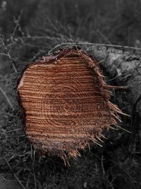 Close-up of dried plant on field