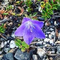 Close-up of purple crocus