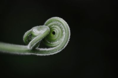 Close-up of spiral leaf against black background