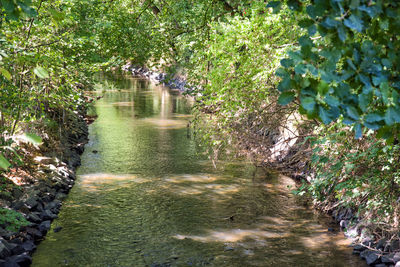 Footpath amidst trees in forest