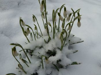 Close-up of snow on plant during winter