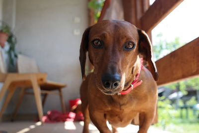 Close-up portrait of dachshund at home