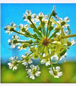 Close-up of white flowers blooming in park