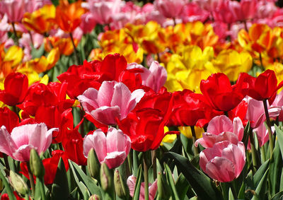 Close-up of red tulips in field