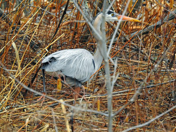 High angle view of bird perching on field