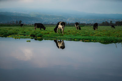 Cow grazing in a lake