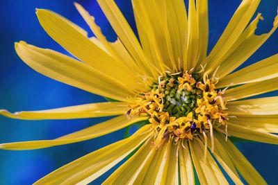 Close-up of sunflower