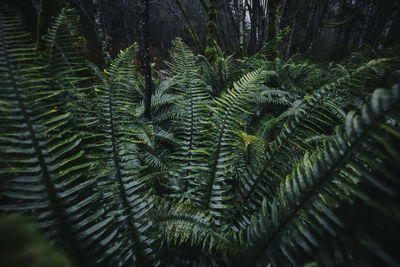 Full frame shot of pine tree