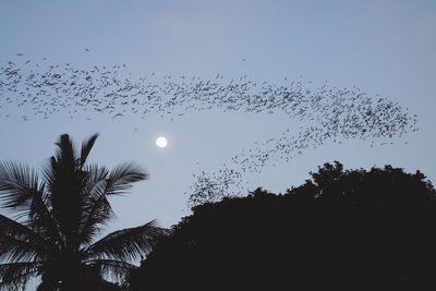 Low angle view of silhouette birds against sky