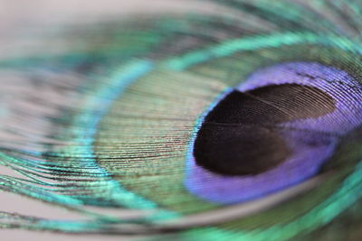 Close-up of peacock feathers